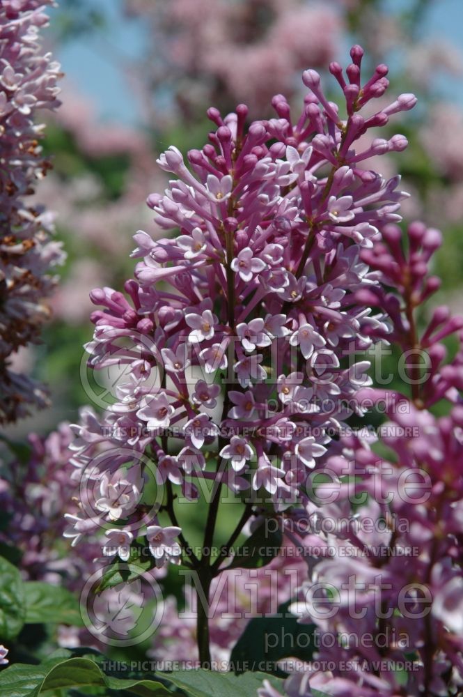 Syringa Royalty (Preston lilac) 1 