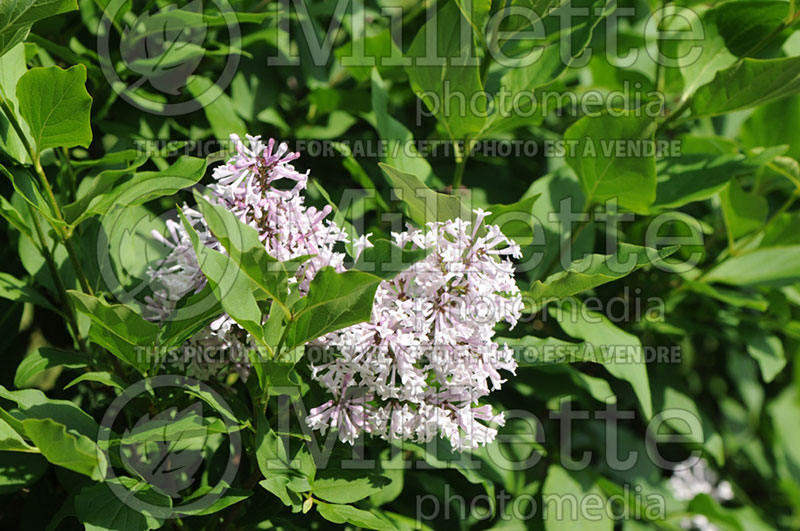 Syringa Miss Kim (Korean Lilac) 2 