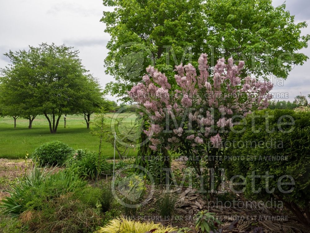 Syringa Miss Kim (Korean Lilac) 5 