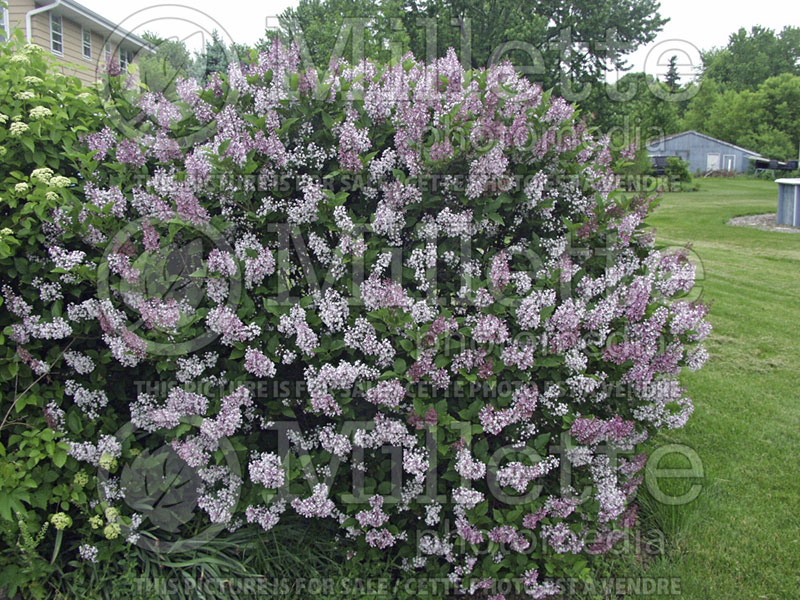 Syringa Miss Kim (Korean Lilac) 1 