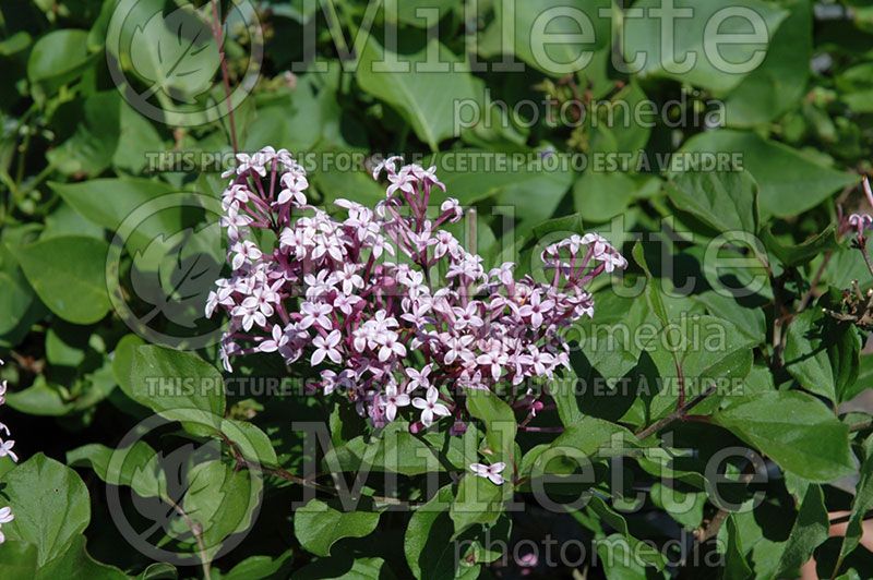 Syringa Red Pixie (Lilac) 1  