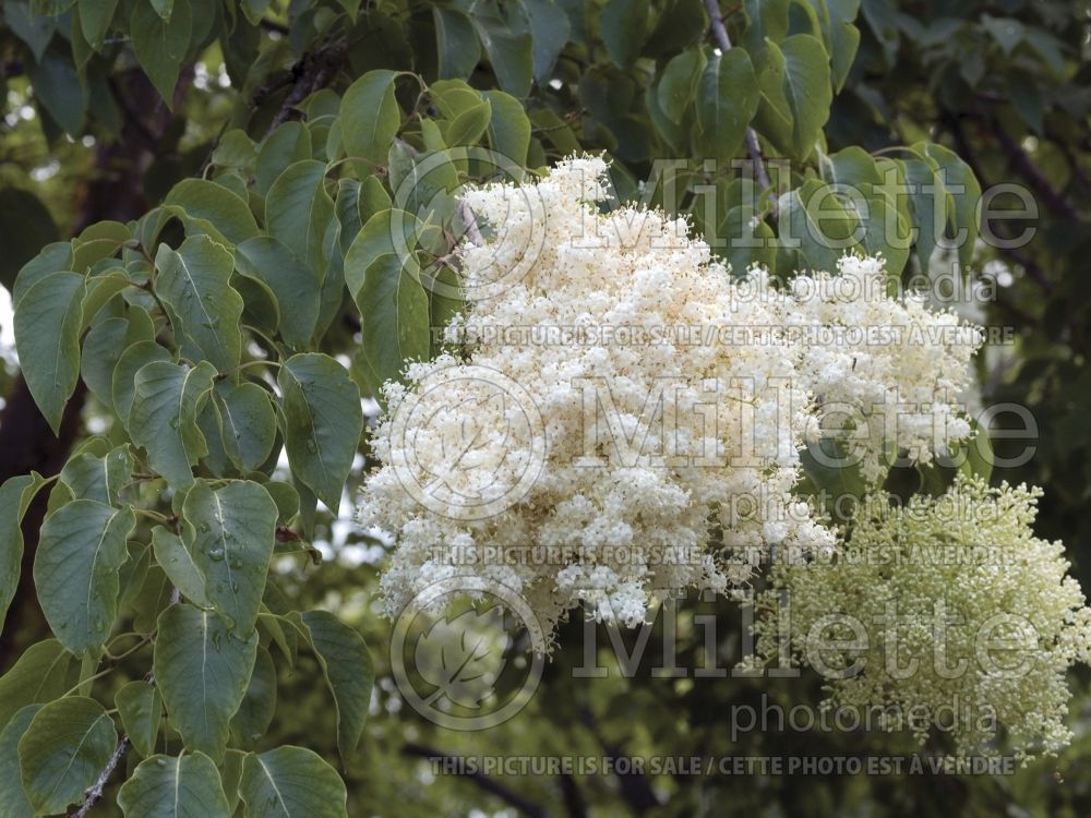 Syringa Ivory Silk (Japanese lilac)  9