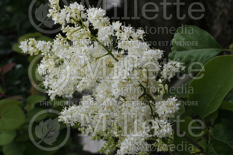 Syringa Ivory Silk (Japanese lilac) 8 