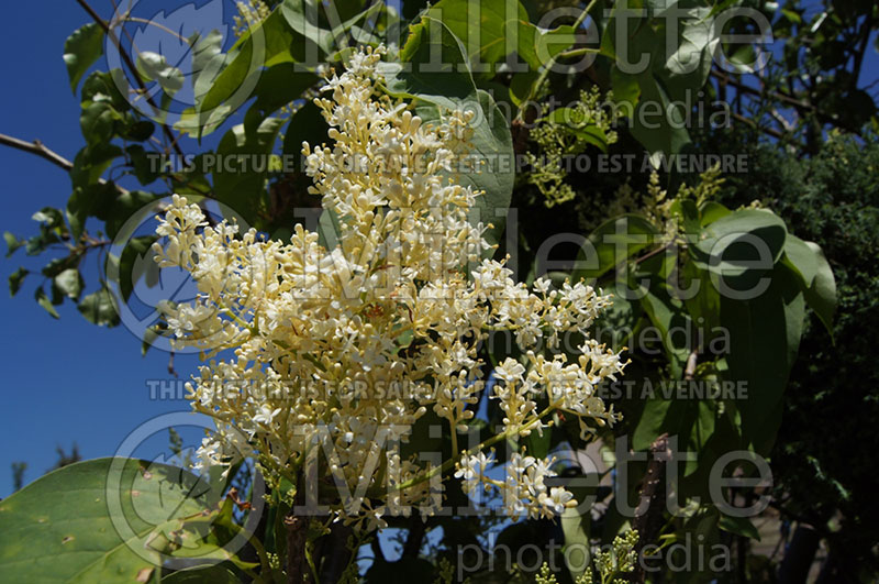 Syringa Ivory Silk (Japanese lilac) 4 