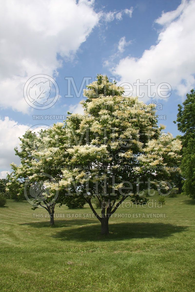 Syringa reticulata (Japanese lilac)  1