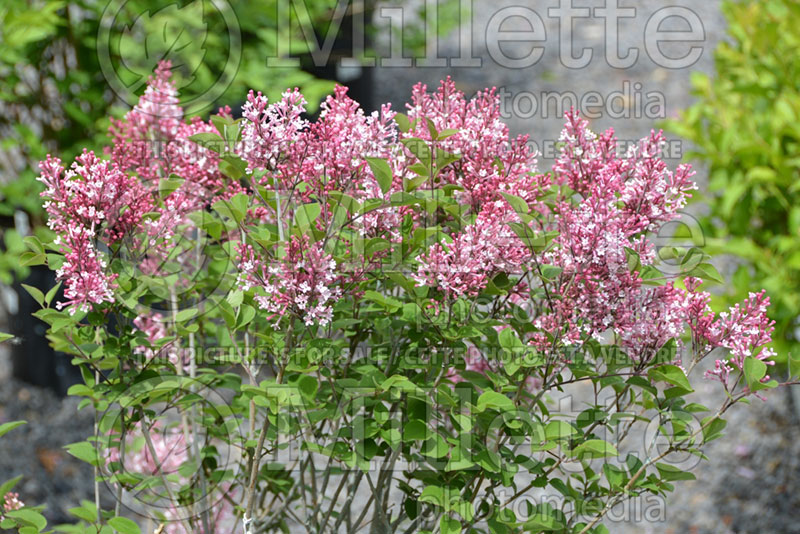 Syringa Tinkerbelle or Bailbelle (Lilac) 4 