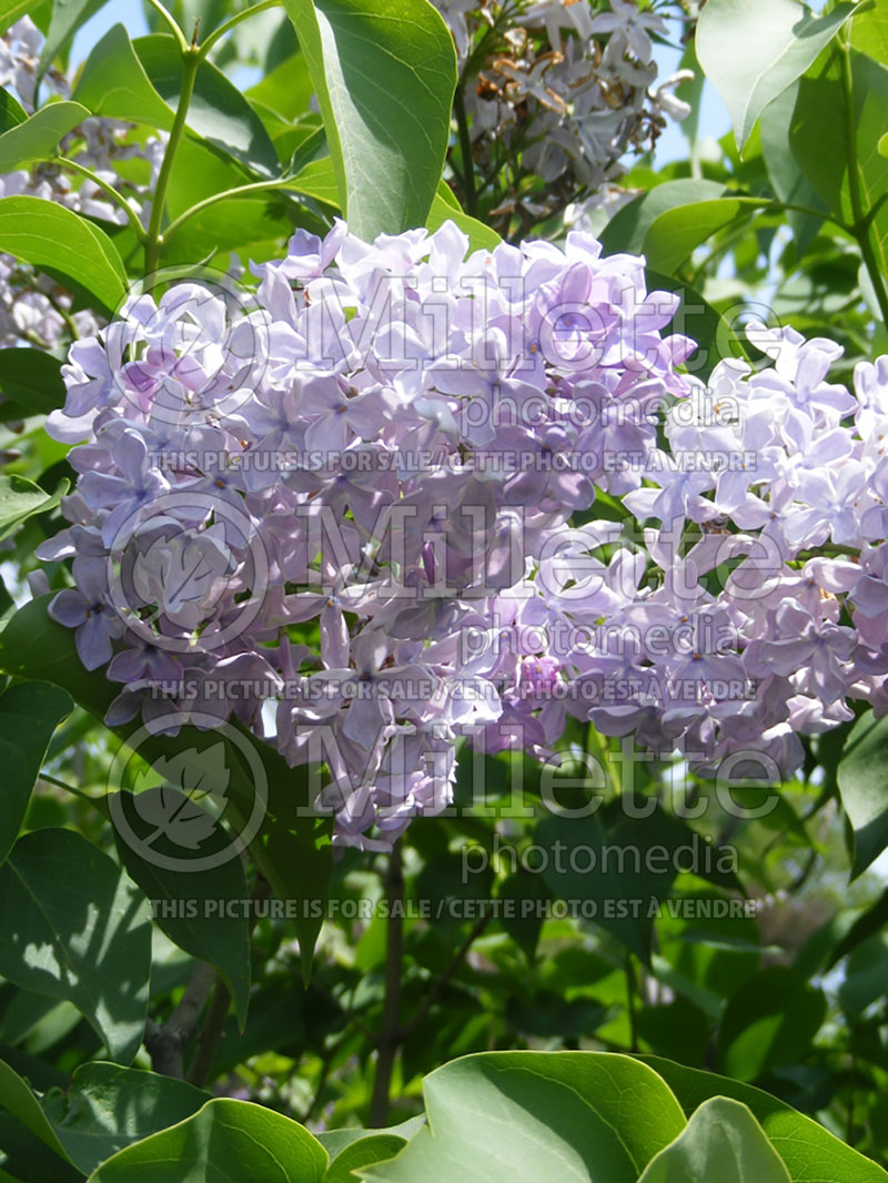 Syringa vulgaris (Lilac)  2