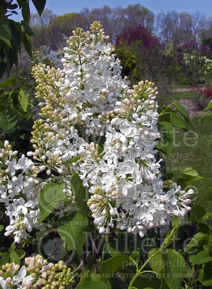 Syringa Alba (Lilac)  1