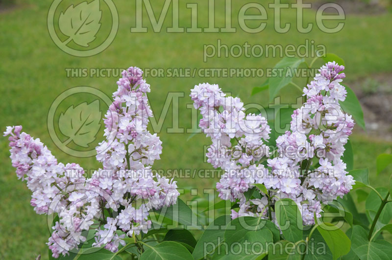 Syringa Atheline Wilbur (Lilac) 2