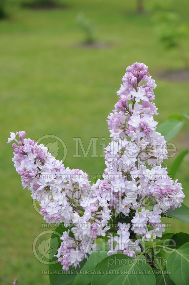 Syringa Atheline Wilbur (Lilac) 3