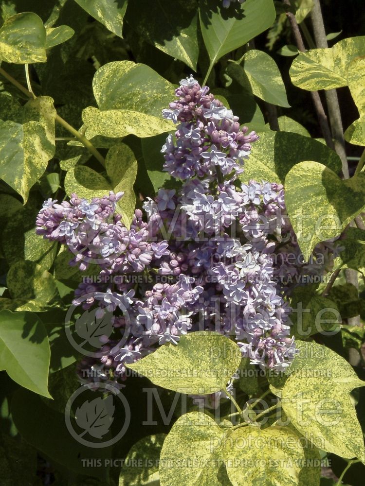 Syringa Acubaefolia (French Lilac)  3