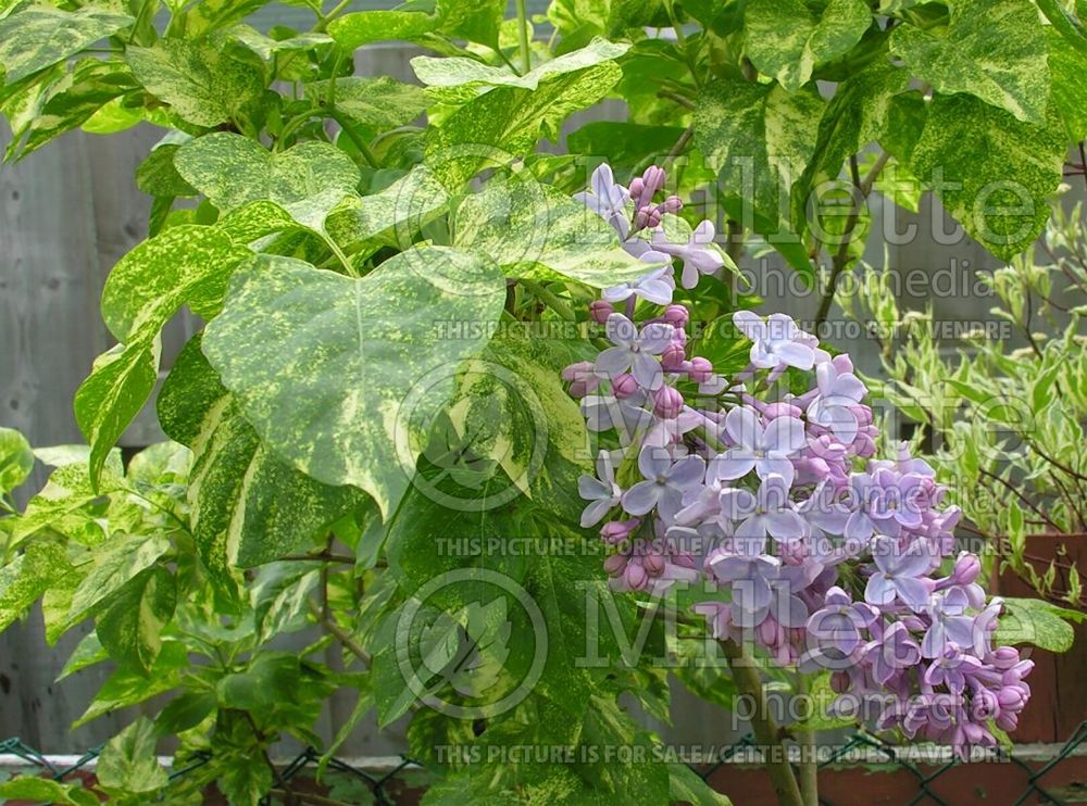 Syringa Aucubaefolia (French Lilac) 10