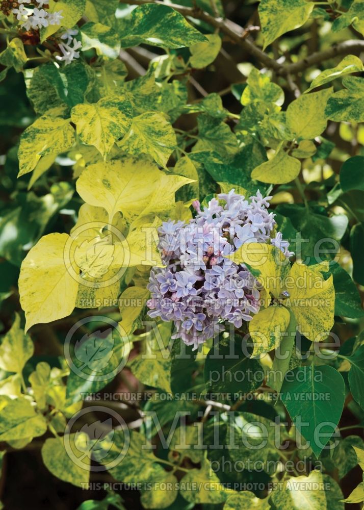 Syringa Aucubaefolia (French Lilac) 20