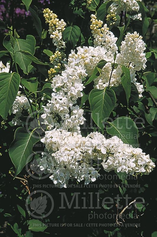 Syringa Avalanche (Lilac) 3