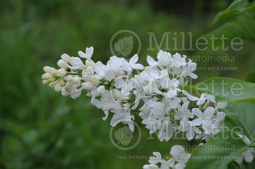 Syringa Avalanche (Lilac) 1