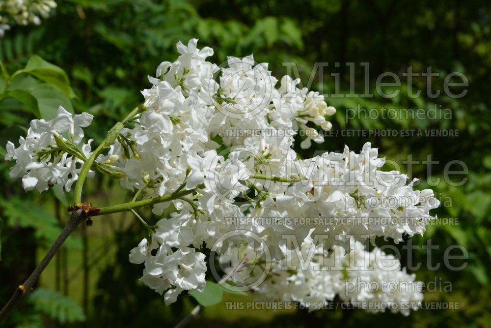 Syringa Avalanche (Lilac) 2