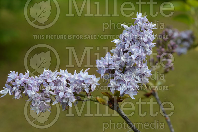 Syringa Azurea Plena (Lilac) 1 