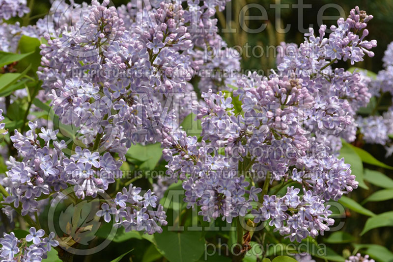 Syringa Blue Danube (Lilac) 1 