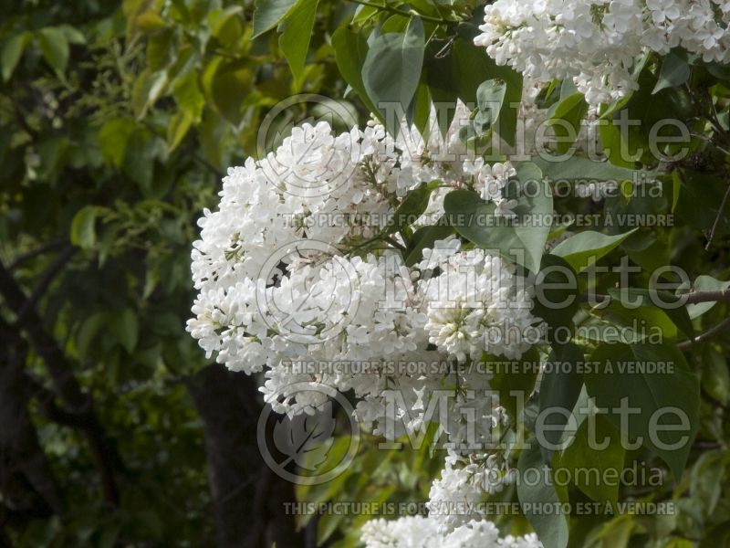 Syringa Bridal Memories (Lilac) 2 