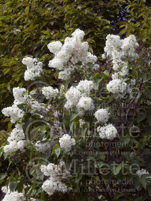 Syringa Bridal Memories (Lilac) 1 