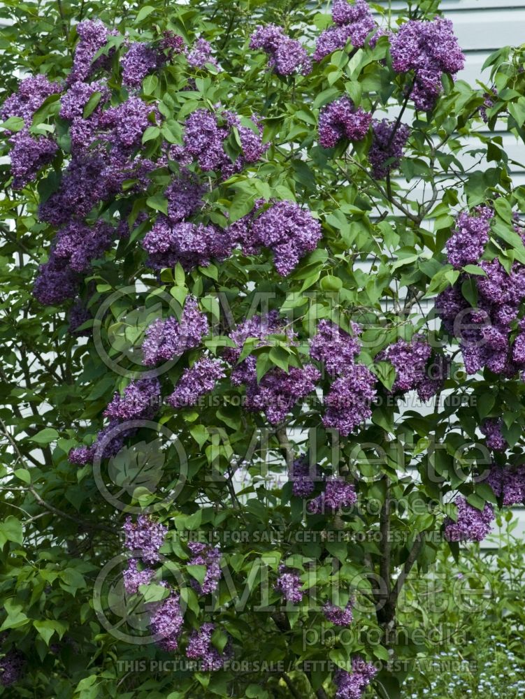 Syringa Burgundy Queen (Lilac)  3