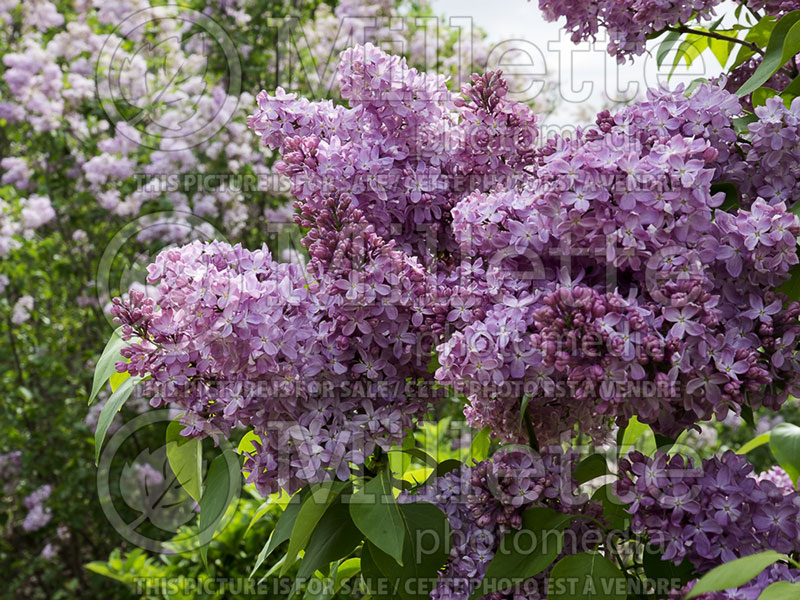 Syringa Burgundy Queen (Lilac)  1