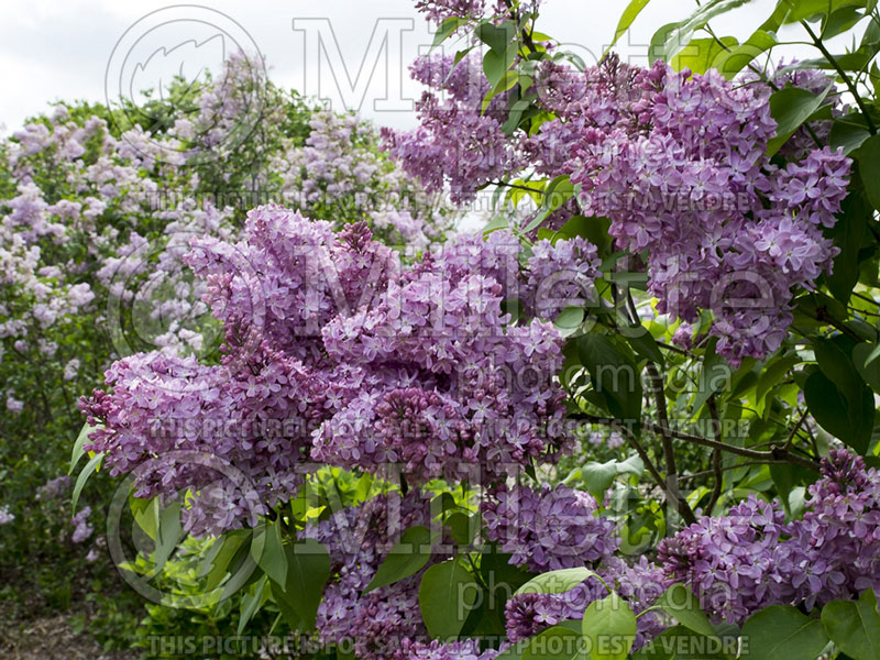 Syringa Burgundy Queen (Lilac)  2