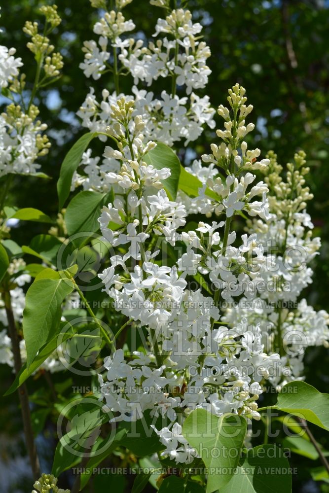 Syringa Comtesse d’Harcourt (Lilac) 2