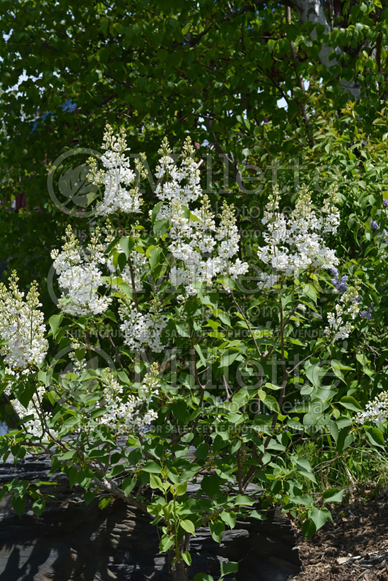 Syringa Comtesse d’Harcourt (Lilac) 1