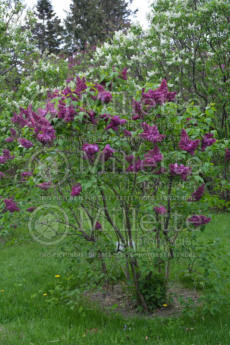 Syringa Congo (Lilac) 1 