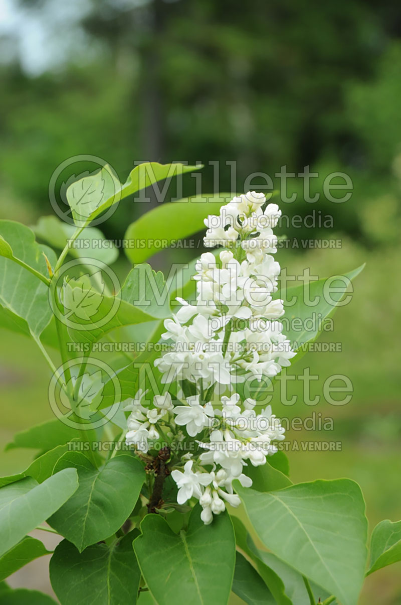 Syringa Fiala Remembrance (Lilac)  2