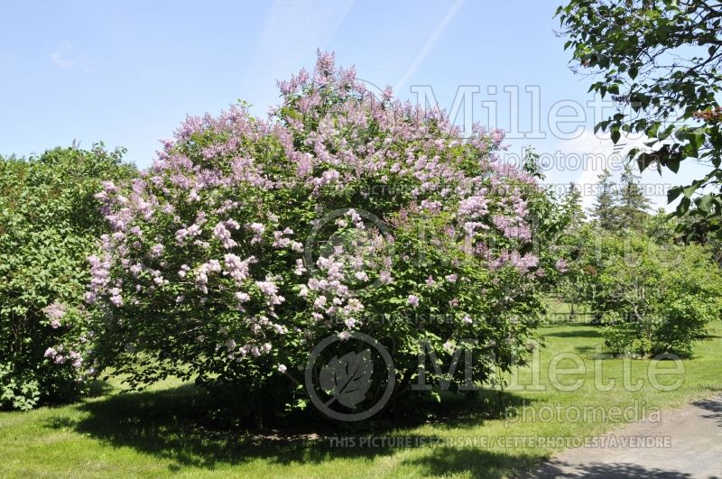 Syringa Frank Paterson (Lilac)  1