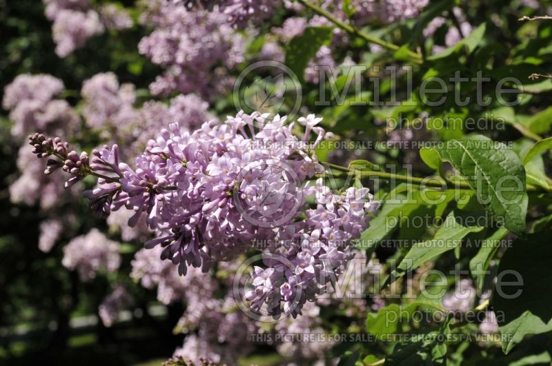 Syringa Frank Paterson (Lilac)  2