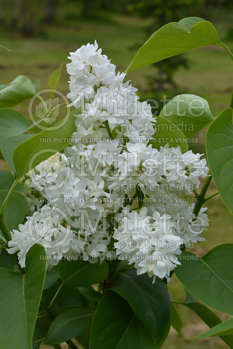 Syringa Glacier (Lilac) 1