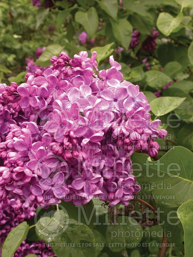 Syringa Glory (Lilac) 1