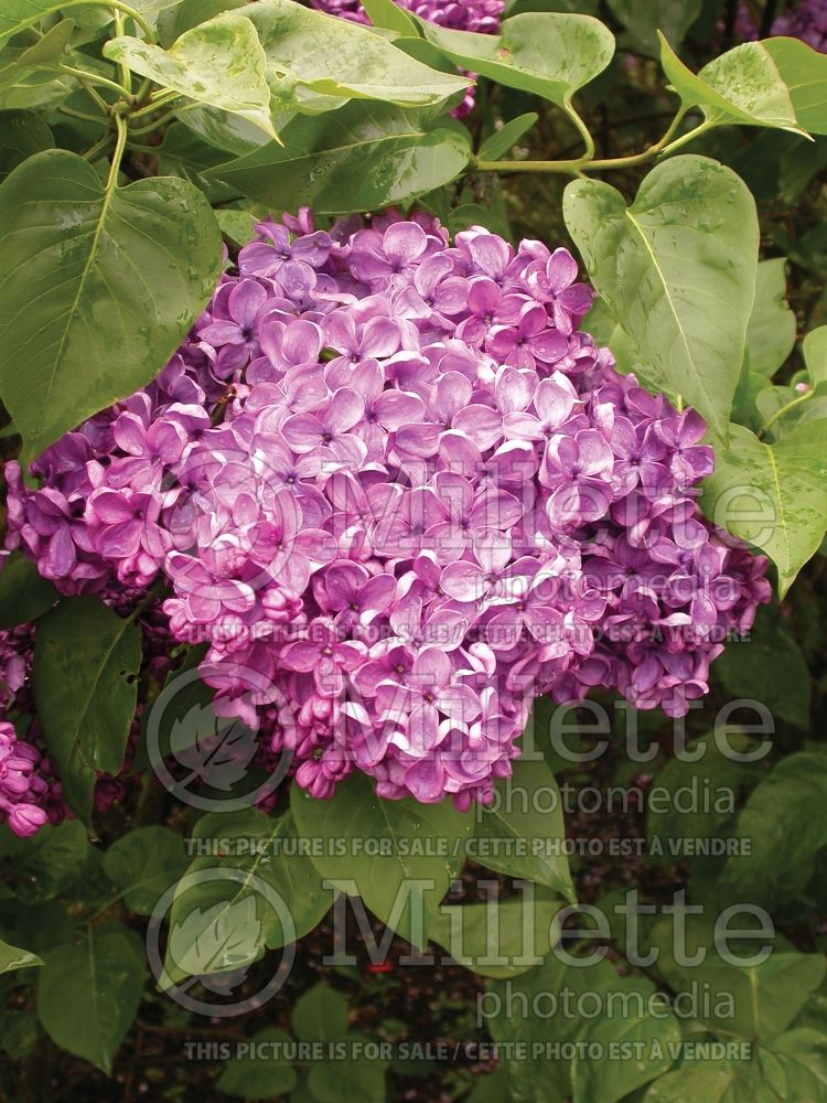 Syringa Glory (Lilac) 2