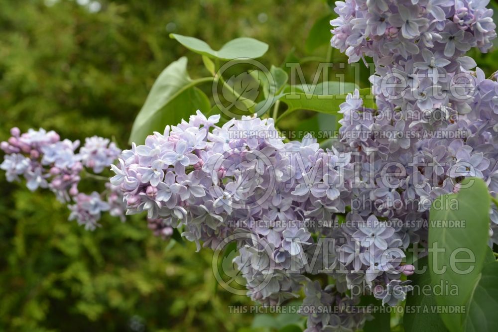 Syringa Katherine Havemeyer (Lilac)  1