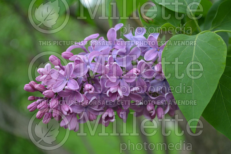 Syringa Kosmos (Lilac) 1