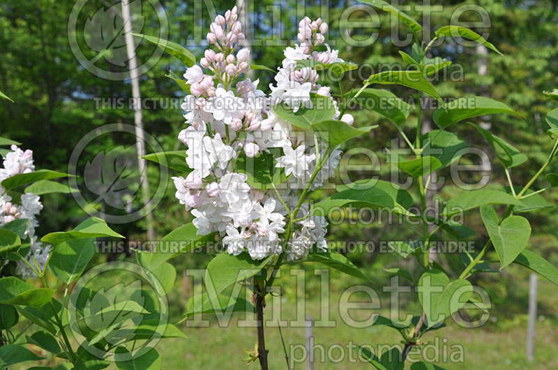 Syringa Krasavitsa Moskvy or Beauty of Moskow (French lilac) 1 