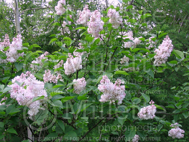 Syringa Krasavitsa Moskvy or Beauty of Moskow (French lilac) 3 