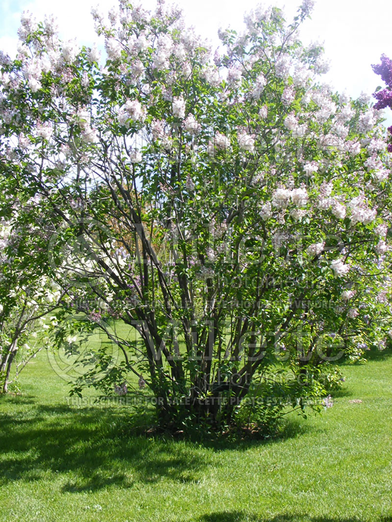 Syringa Krasavitsa Moskvy or Beauty of Moskow (French lilac) 7 