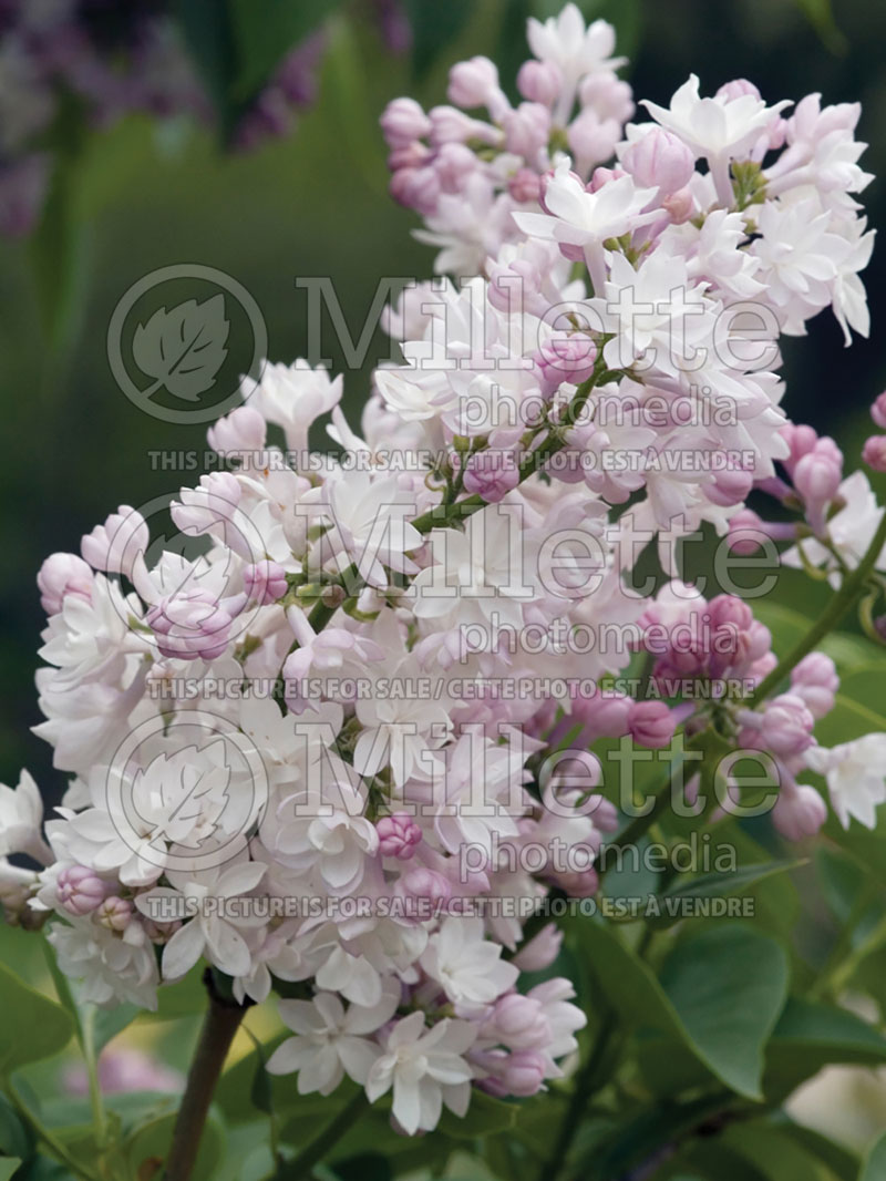 Syringa Krasavitsa Moskvy or Beauty of Moskow (French lilac) 8 