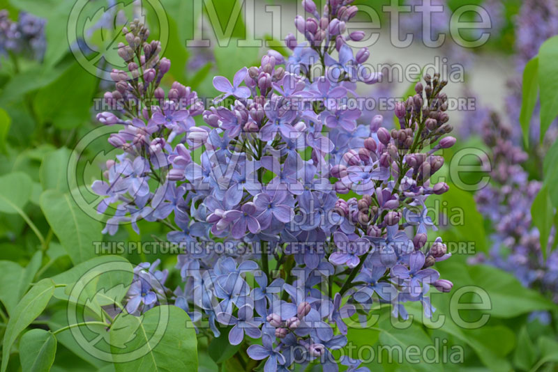 Syringa Little Blue Boy or Wonderblue (Lilac) 2