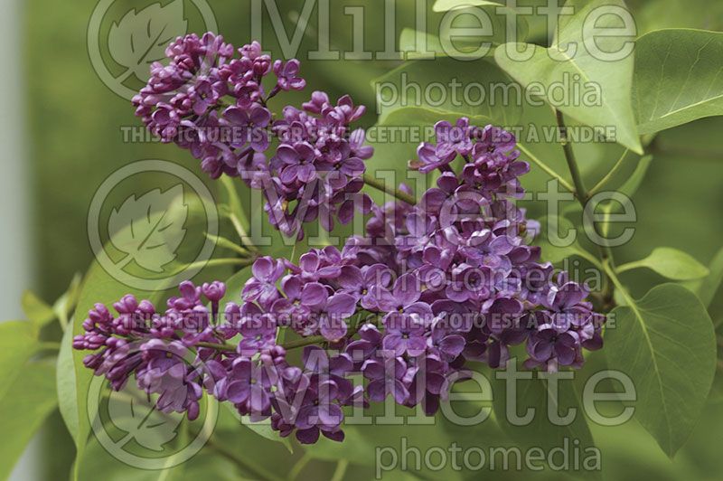 Syringa Ludwig Spaeth (Lilac)  1