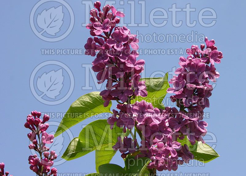 Syringa Ludwig Spaeth (Lilac)  3