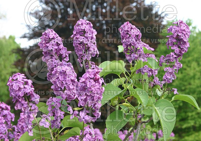 Syringa Ludwig Spaeth (Lilac)  4