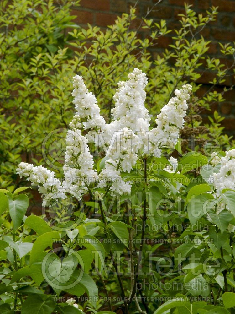 Syringa Madame Lemoine or Mme Lemoine (Lilac)  8