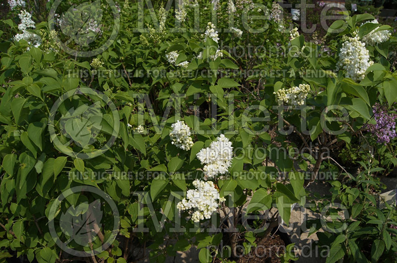 Syringa Madame Lemoine or Mme Lemoine (Lilac)  1