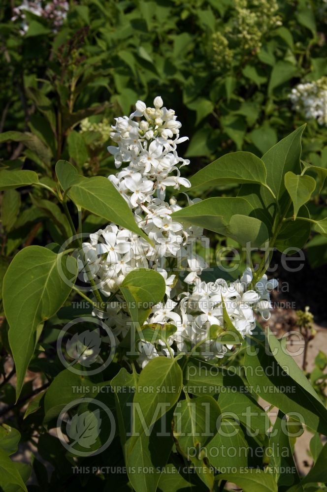 Syringa Madame Lemoine or Mme Lemoine (Lilac)  2