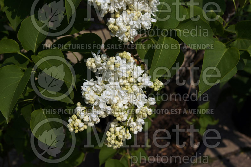 Syringa Madame Lemoine or Mme Lemoine (Lilac)  4